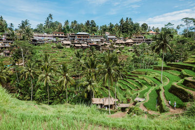 Scenic view of tegallalang rice terraces and houses on bali