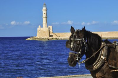 horse