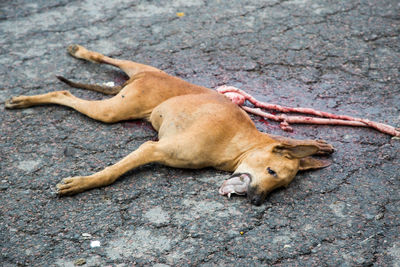 High angle view of dog lying in city