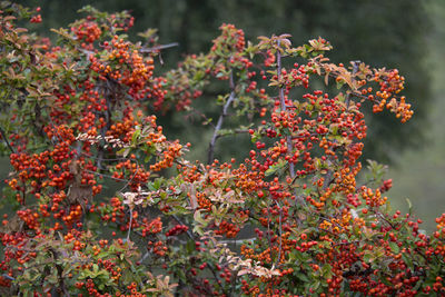 Close-up of fresh plants against trees