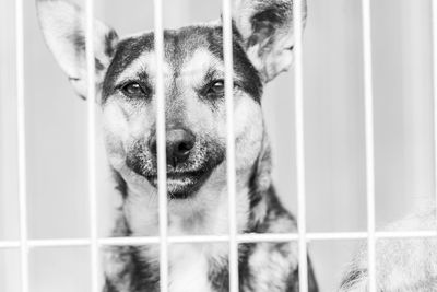 Close-up portrait of dog in cage