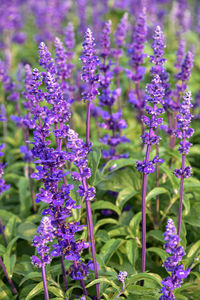 Close-up of purple flowering plants on field