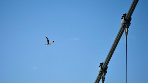 Low angle view of bird flying against clear blue sky