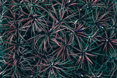 Full frame shot of plants