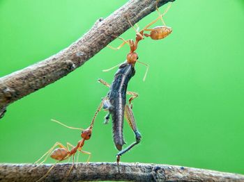 Close-up of ant on plant