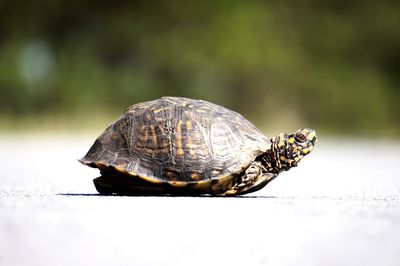 Close-up side view of a shell