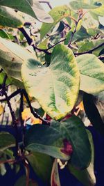 Close-up of leaves