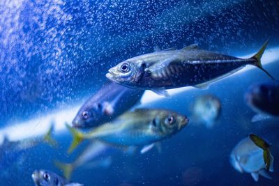 Close-up of fish swimming in sea