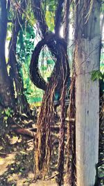 Close-up of tree trunk in forest