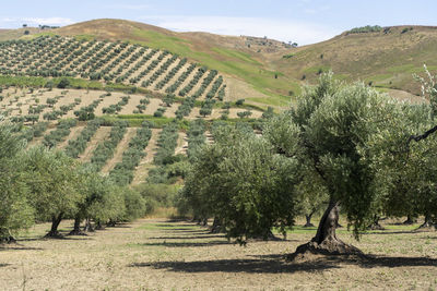 Scenic view of agricultural field