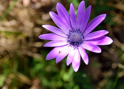 Close-up of purple flower blooming outdoors