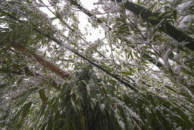 Low angle view of tree