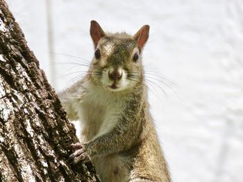 Close-up portrait of squirrel on tree trunk