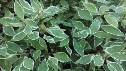 Full frame shot of green leaves