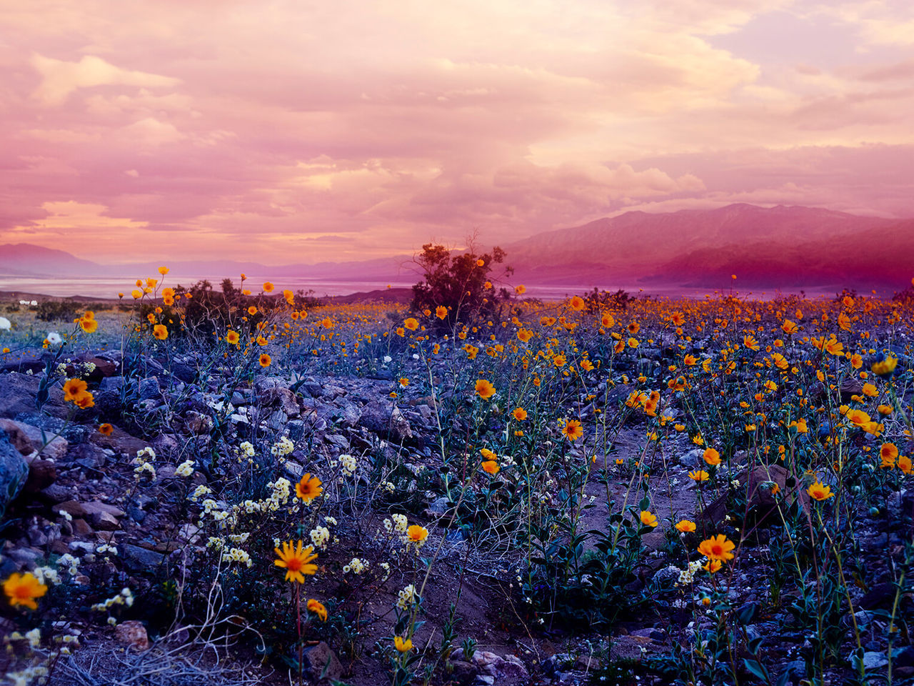 sky, beauty in nature, flowering plant, flower, cloud - sky, plant, growth, nature, tranquility, scenics - nature, vulnerability, freshness, land, fragility, tranquil scene, sunset, field, no people, environment, landscape, outdoors, flower head, purple, flowerbed