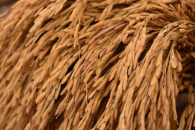 Close-up of dried plant