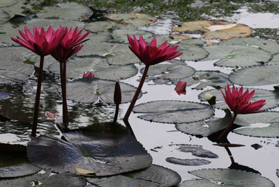 Close-up of pink lotus water lily in pond