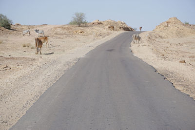 Horse walking on desert road against sky