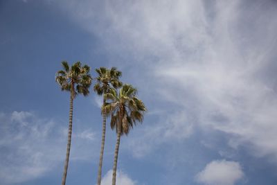 Low angle view of palm tree against sky
