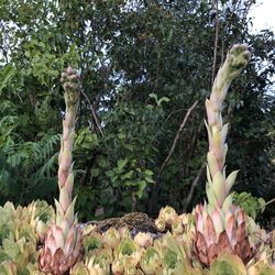 Close-up of succulent plant in forest