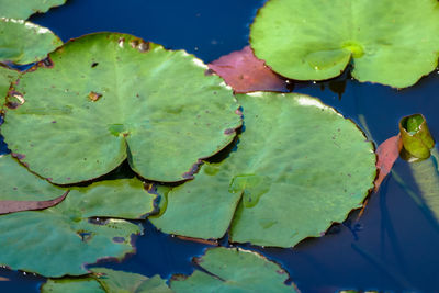 High angle view of leaf floating on water