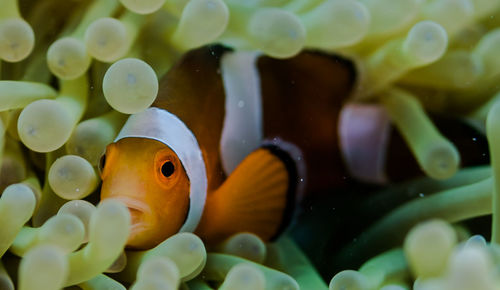 Close-up of fish swimming in sea