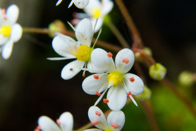 Close-up of white flowers on branch