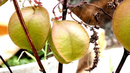 Low angle view of fruits hanging on tree