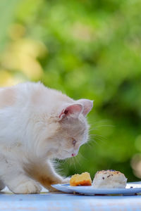 Close-up of cat eating food