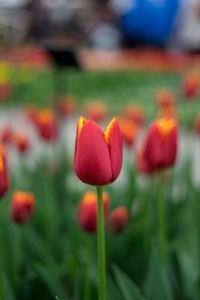 Close-up of red tulips on field