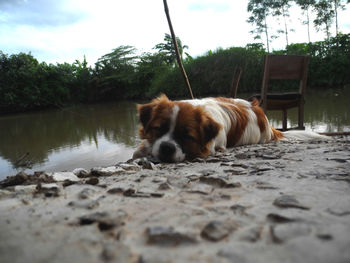 Cat on riverbank against sky