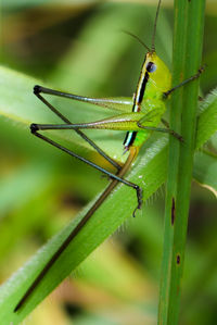 Close-up of grasshopper on leaf