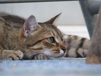 Close-up portrait of tabby