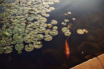 High angle view of fishes swimming in lake