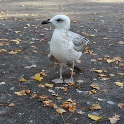 High angle view of seagull on land