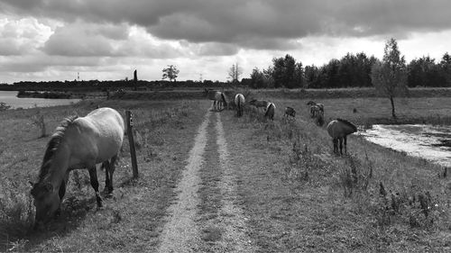 Flock of sheep on field