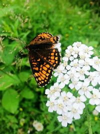 Close-up of butterfly pollinating flower