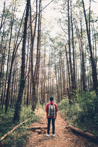Rear view of man walking on footpath in forest