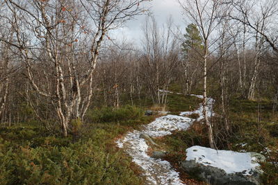 View of stream flowing through forest