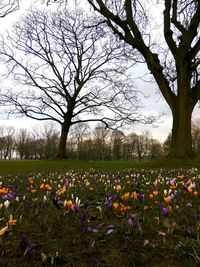 Flowers blooming on field against bare trees