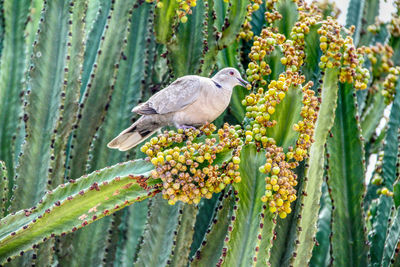 Bird perching on a flower