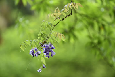 Close-up of purple flowering plant