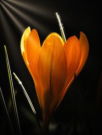 Close-up of red flower