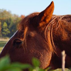 Close-up of a horse