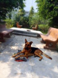 View of a dog lying down