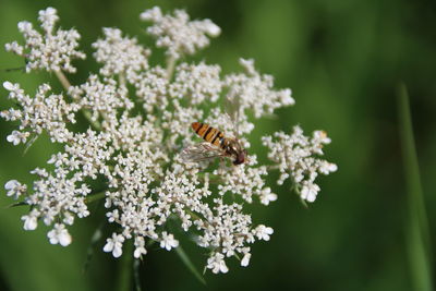 Close-up of butterfly pollinating on flower