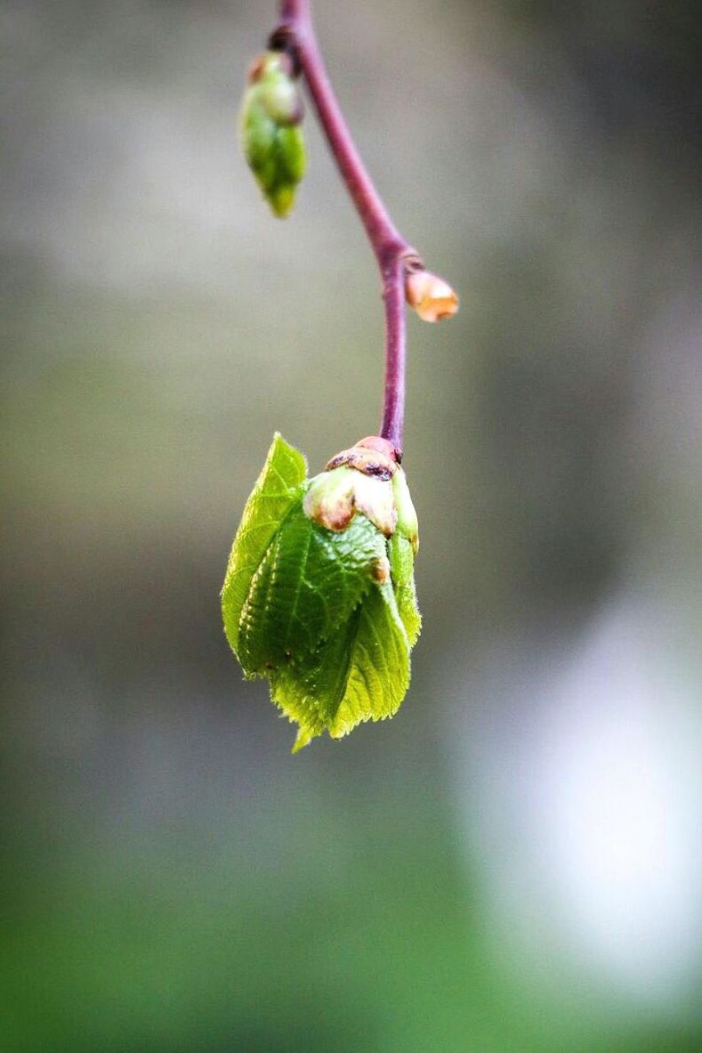 CLOSE-UP OF GREEN LEAF HANGING ON PLANT