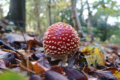 Close-up of mushroom growing in forest