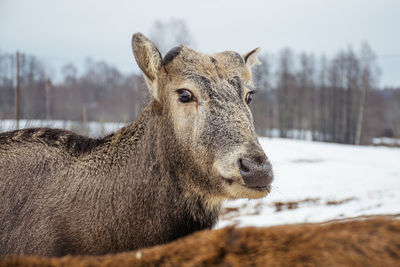 Beautiful portrait of a young pere david's deer looking at the camera and walking free in a field