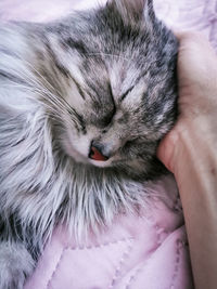 Close-up of cat sleeping